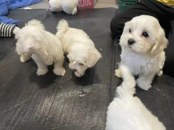 Cuccioli di Maltese taglia piccola | Foto 3