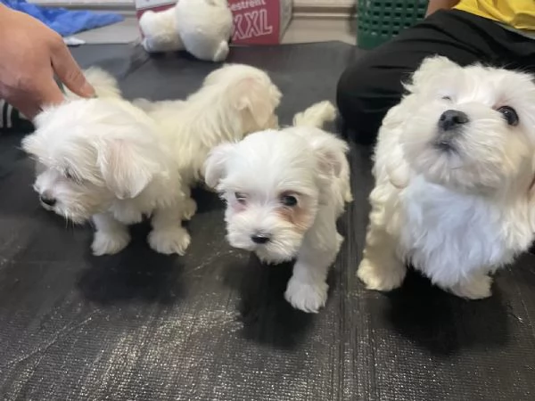 Cuccioli di Maltese taglia piccola