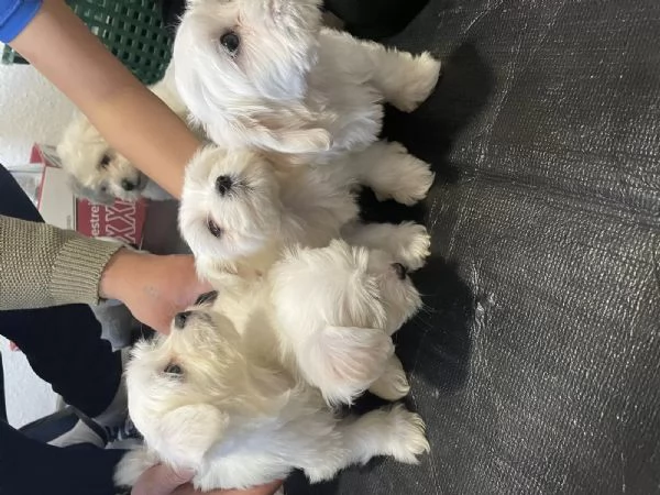 Cuccioli di Maltese taglia piccola | Foto 1