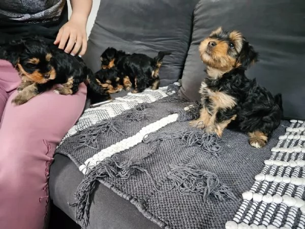Yorkshire cuccioli di taglia piccola pedigree ROI | Foto 0