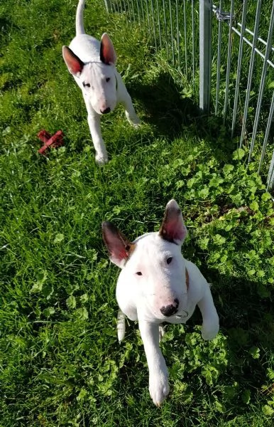 3 splendidi cuccioli di BULL TERRIER