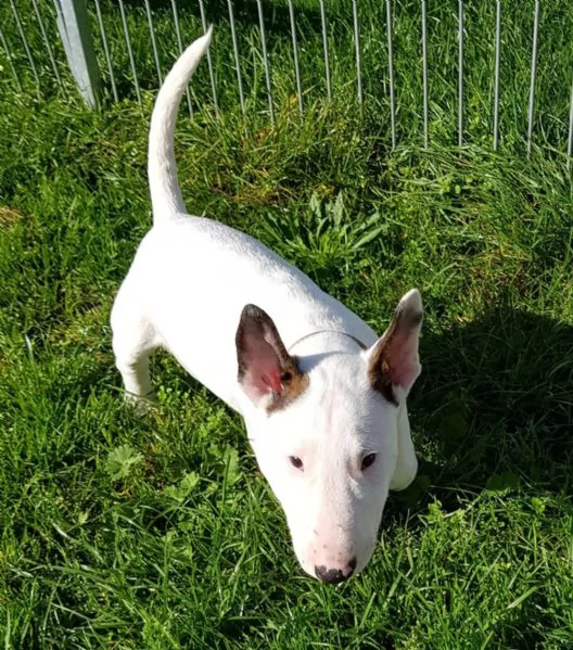 3 splendidi cuccioli di BULL TERRIER | Foto 2