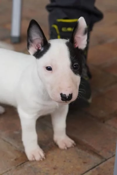 3 splendidi cuccioli di BULL TERRIER | Foto 1