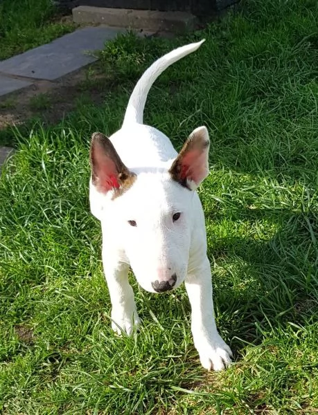 3 splendidi cuccioli di BULL TERRIER | Foto 0
