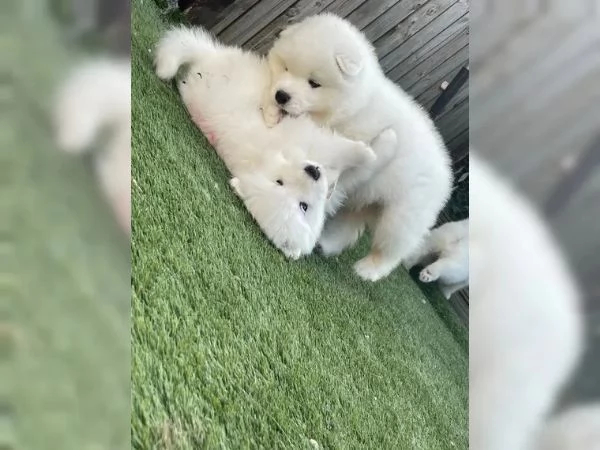 Cuccioli di Samoiedo maschio e femmina | Foto 1