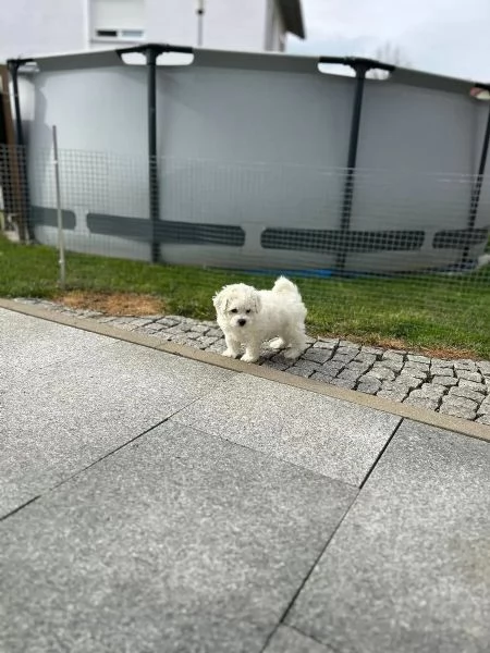 bellissimi cuccioli di maltese | Foto 6