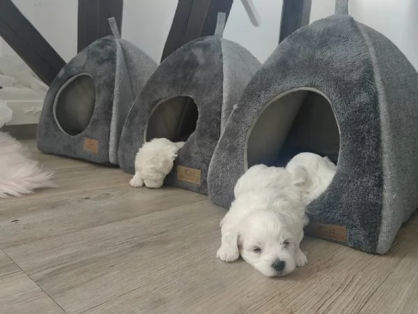 bellissimi cuccioli di maltese | Foto 5