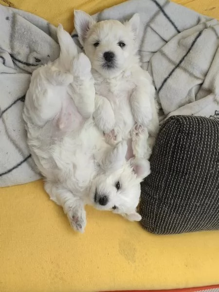 bellissimi cuccioli di maltese