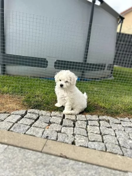 bellissimi cuccioli di maltese | Foto 3