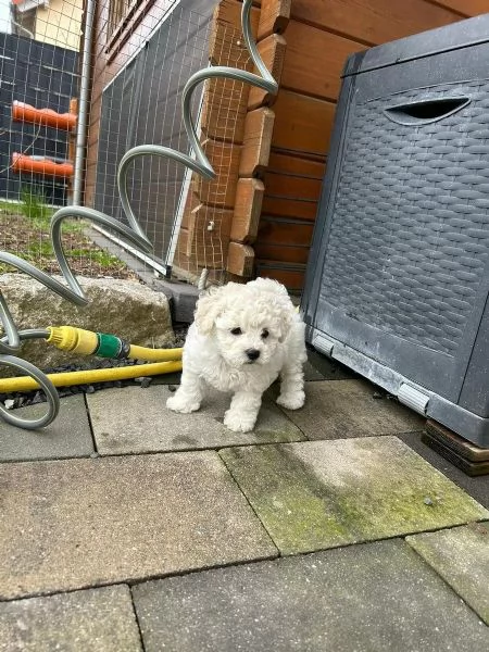 bellissimi cuccioli di maltese | Foto 2