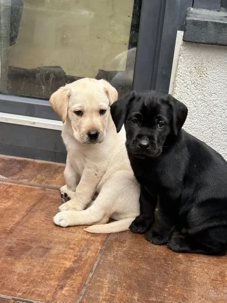 MERAVIGLIOSI CUCCIOLI LABRADOR | Foto 1