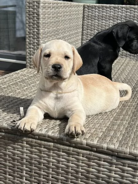 MERAVIGLIOSI CUCCIOLI LABRADOR | Foto 0