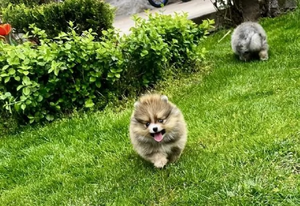 splendidi e adorabili cuccioli di Pomerania | Foto 3