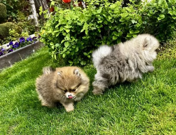 splendidi e adorabili cuccioli di Pomerania | Foto 2