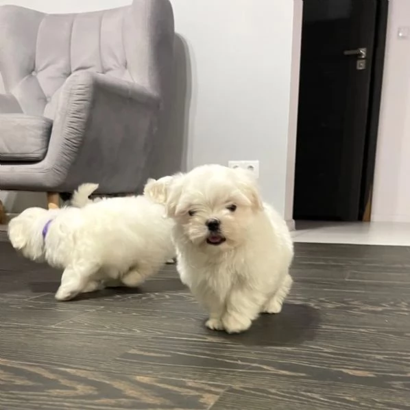 Disponibile Ulrimi cucciolo di maltese maschioe femmina