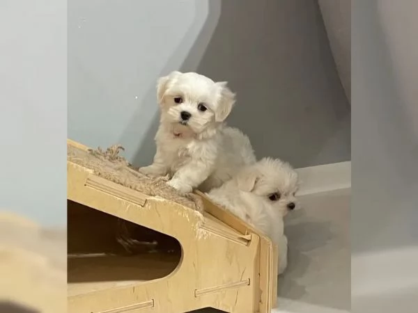 Dolcissimi cuccioli maltesi di razza pura | Foto 0