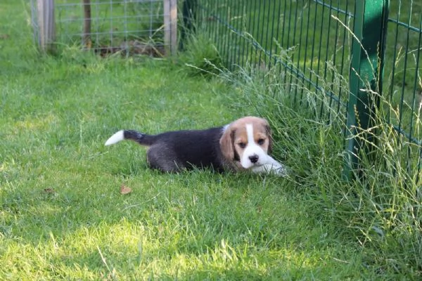 DISPONIBILICUCCIOLI DI BEAGLE | Foto 0