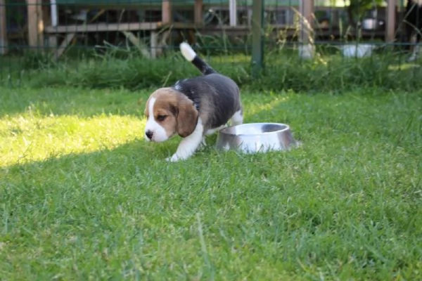Disponibile cucciola di Beagle sia maschio e femmina