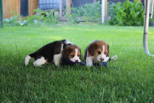 Disponibile cucciola di Beagle sia maschio e femmina | Foto 1