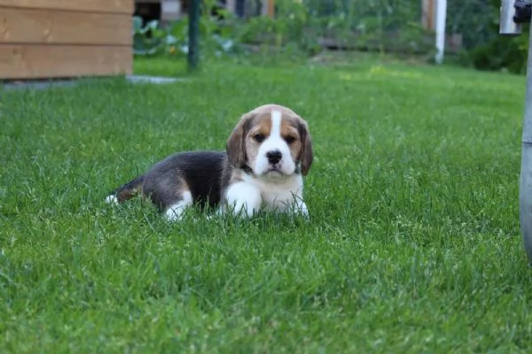 Disponibile cucciola di Beagle sia maschio e femmina | Foto 0