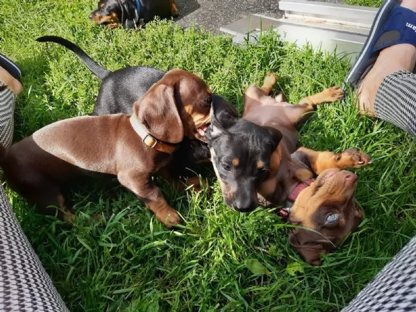 Dolci e preziosi cuccioli di Bassotto a Pelo Corto | Foto 3
