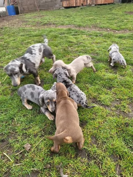 Adorabili cuccioli di Bassotto ideali per bambini e famiglie