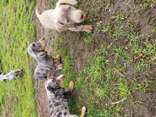 Adorabili cuccioli di Bassotto ideali per bambini e famiglie | Foto 2