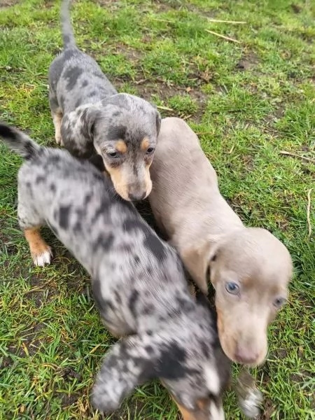 Adorabili cuccioli di Bassotto ideali per bambini e famiglie | Foto 1