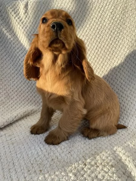 Bellissimi cuccioli di cocker spaniel maschi e femmine pronti | Foto 3