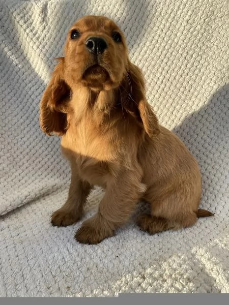 Bellissimi cuccioli di cocker spaniel maschi e femmine pronti | Foto 0