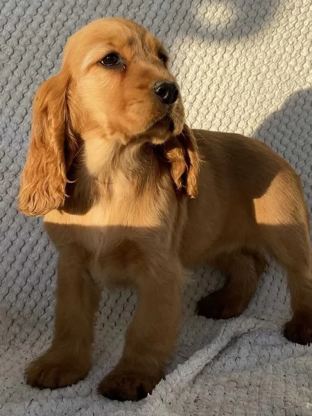 Deliziosi cuccioli di Cocker Spaniel di colore ful