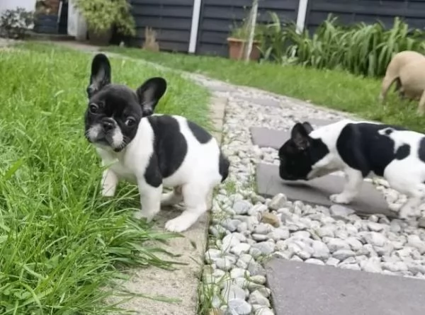 stupendi cuccioli di Bouledogue Francese | Foto 3