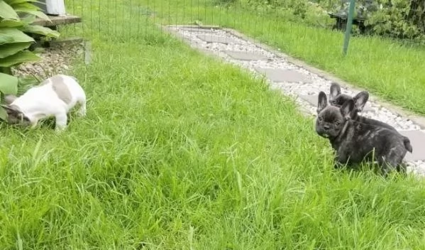 stupendi cuccioli di Bouledogue Francese | Foto 2