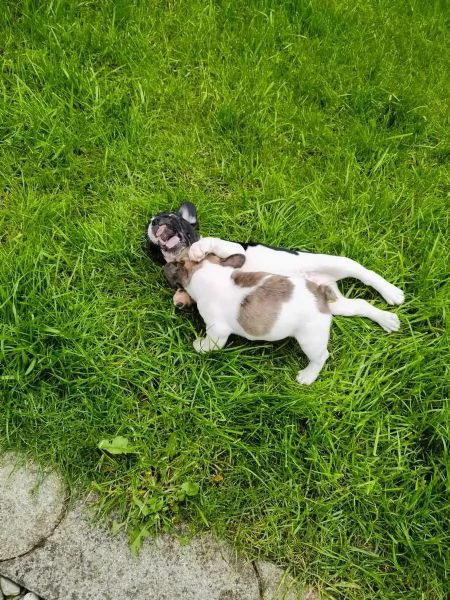 stupendi cuccioli di Bouledogue Francese | Foto 1