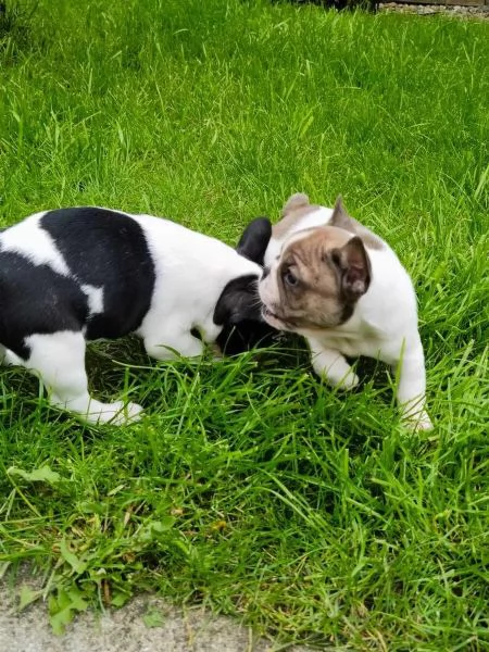 stupendi cuccioli di Bouledogue Francese | Foto 0