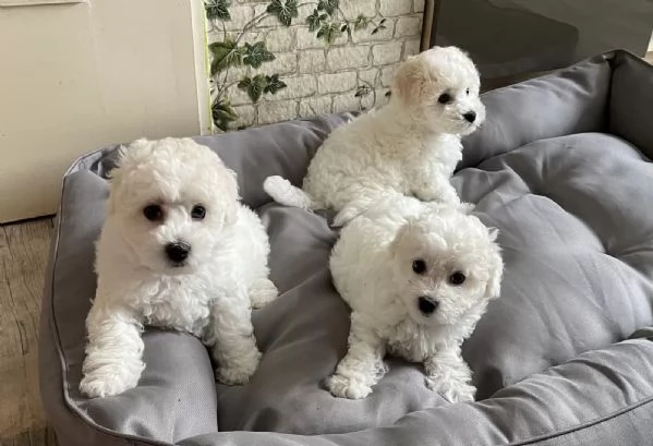 Tre cuccioli di razza Bichon Frise con pedigree