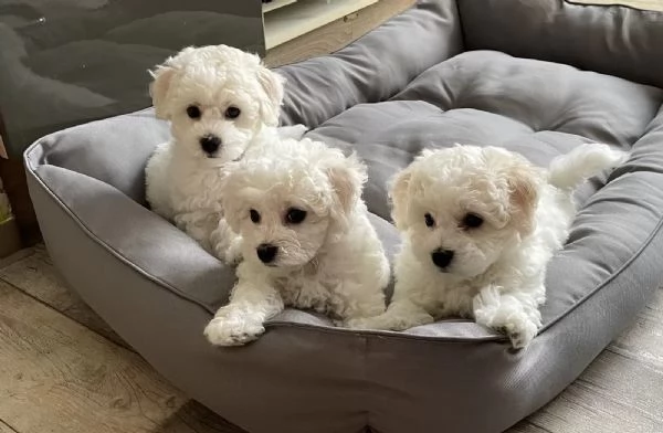 Tre cuccioli di razza Bichon Frise con pedigree | Foto 2