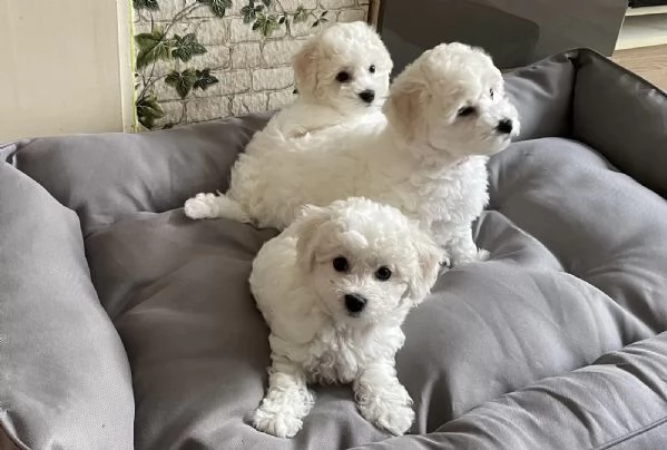 Tre cuccioli di razza Bichon Frise con pedigree | Foto 1