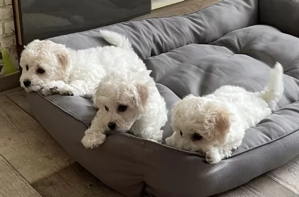 Tre cuccioli di razza Bichon Frise con pedigree | Foto 0