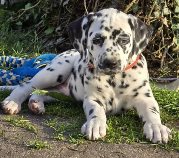 Cuccioli dalmata con pedigree | Foto 2