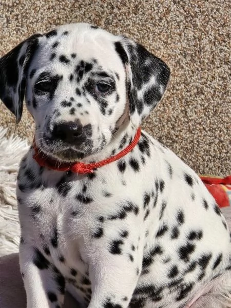 Cuccioli dalmata con pedigree | Foto 1