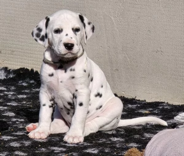 Disponibili cuccioli di dalmata maschio e femmina