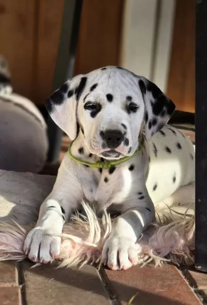 Disponibili cuccioli di dalmata maschio e femmina | Foto 0