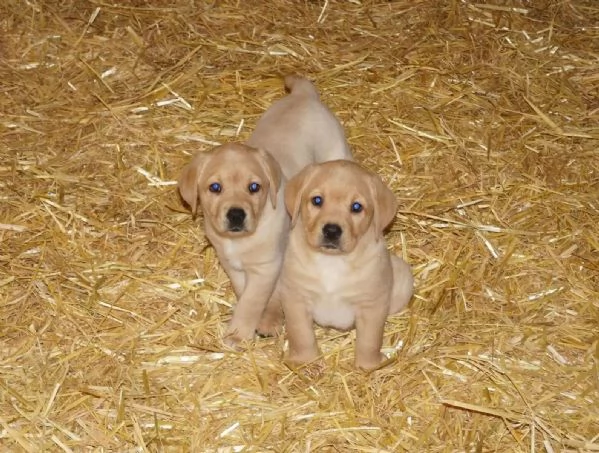 Labrador dolcissimi cuccioli | Foto 2