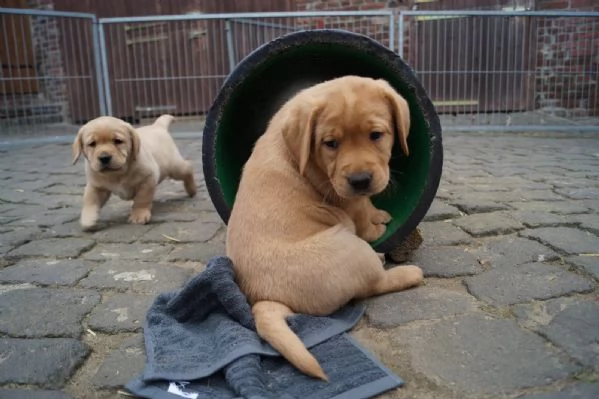 Labrador dolcissimi cuccioli | Foto 1