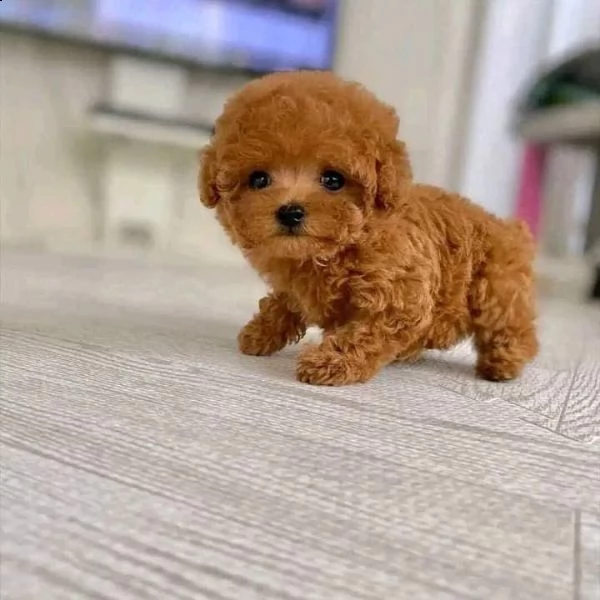 cuccioli barboncino nano albicocca