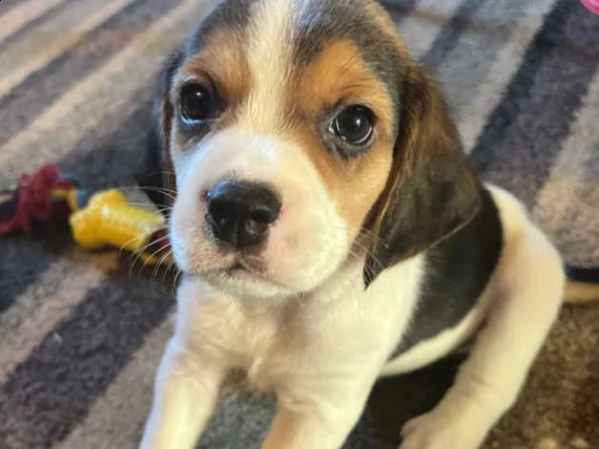 cuccioli di beagle | Foto 3