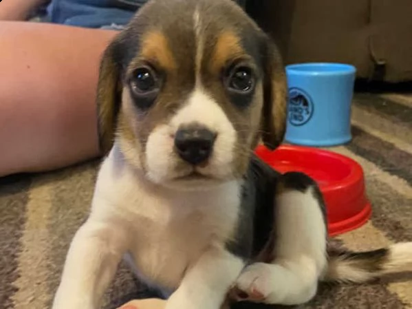 cuccioli di beagle | Foto 1