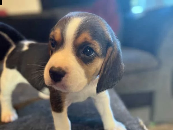 cuccioli di beagle | Foto 0