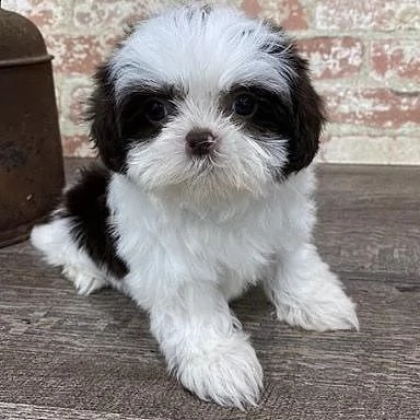  regalo bellissimi cuccioli allevati shihtzu colore bianco e nero